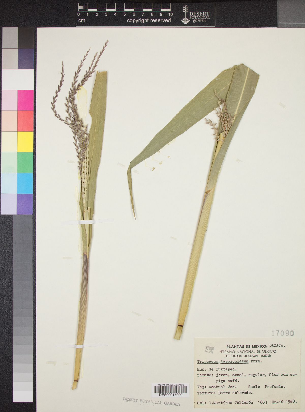 Tripsacum fasciculatum image