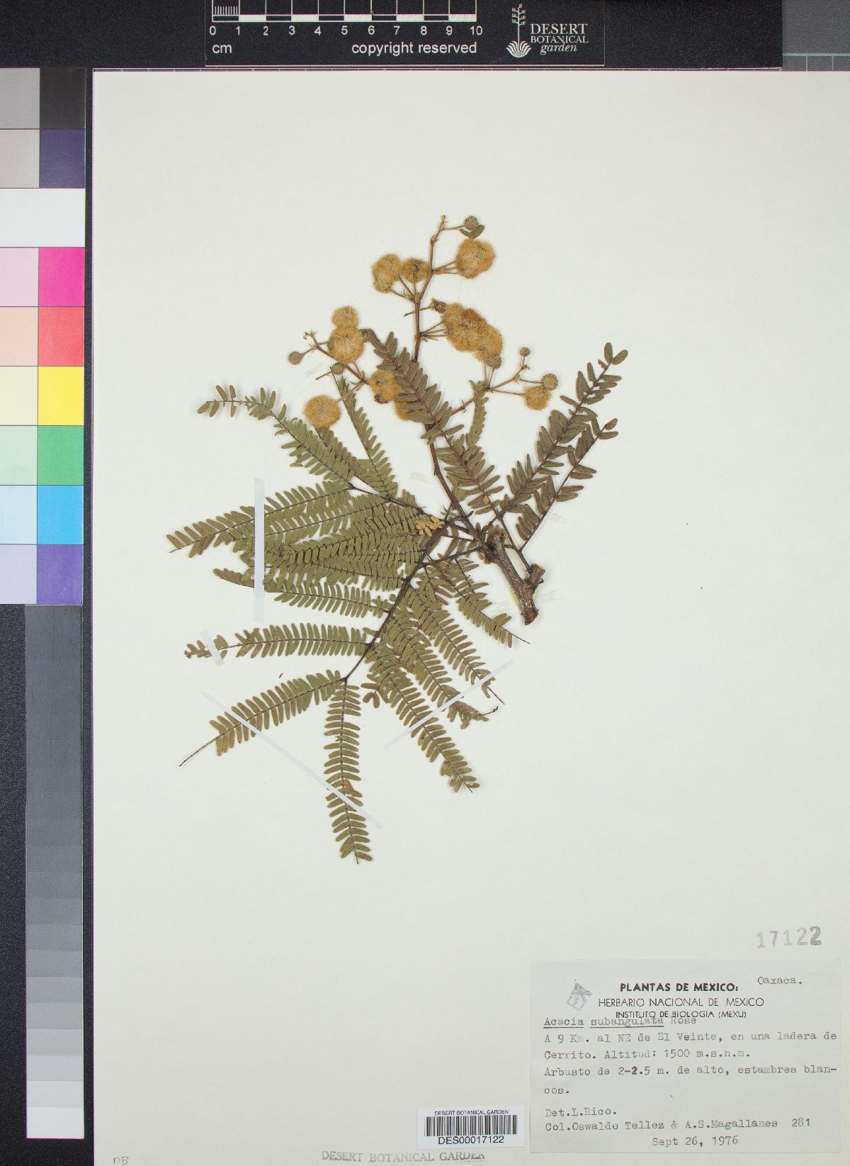 Acacia subangulata image