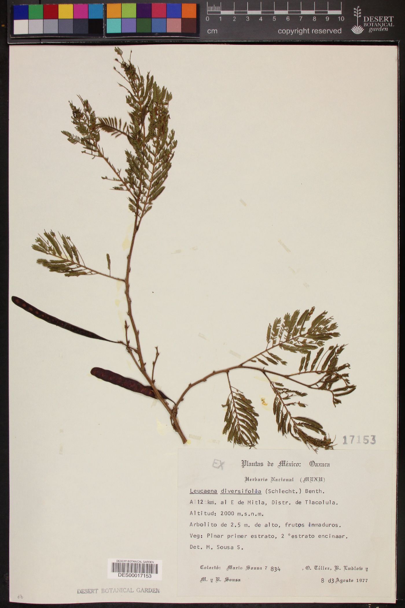 Leucaena diversifolia image
