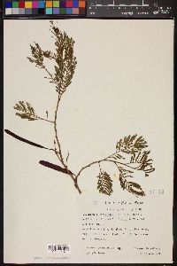 Image of Leucaena diversifolia