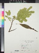 Albizia occidentalis image