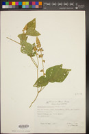 Calopogonium caeruleum image