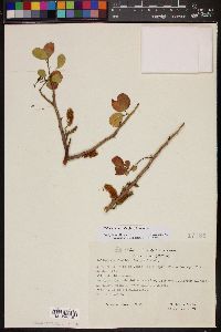 Goldmania foetida image