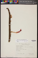 Disocactus martianus image