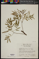 Piptadenia flava image
