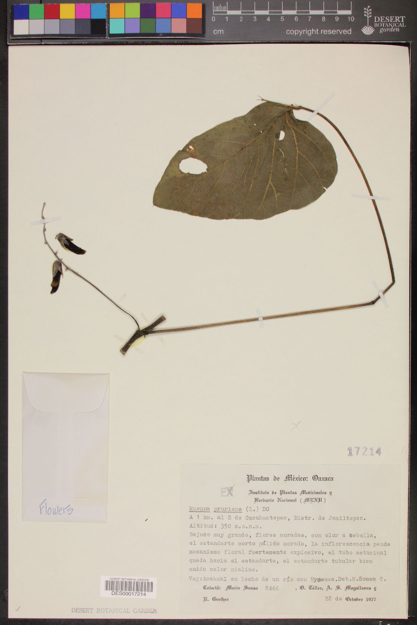 Mucuna argyrophylla image