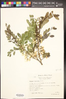 Diphysa robinioides image