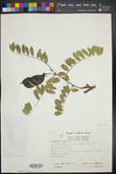 Brongniartia lupinoides image