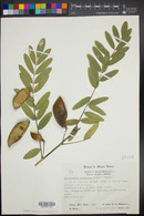 Brongniartia lupinoides image