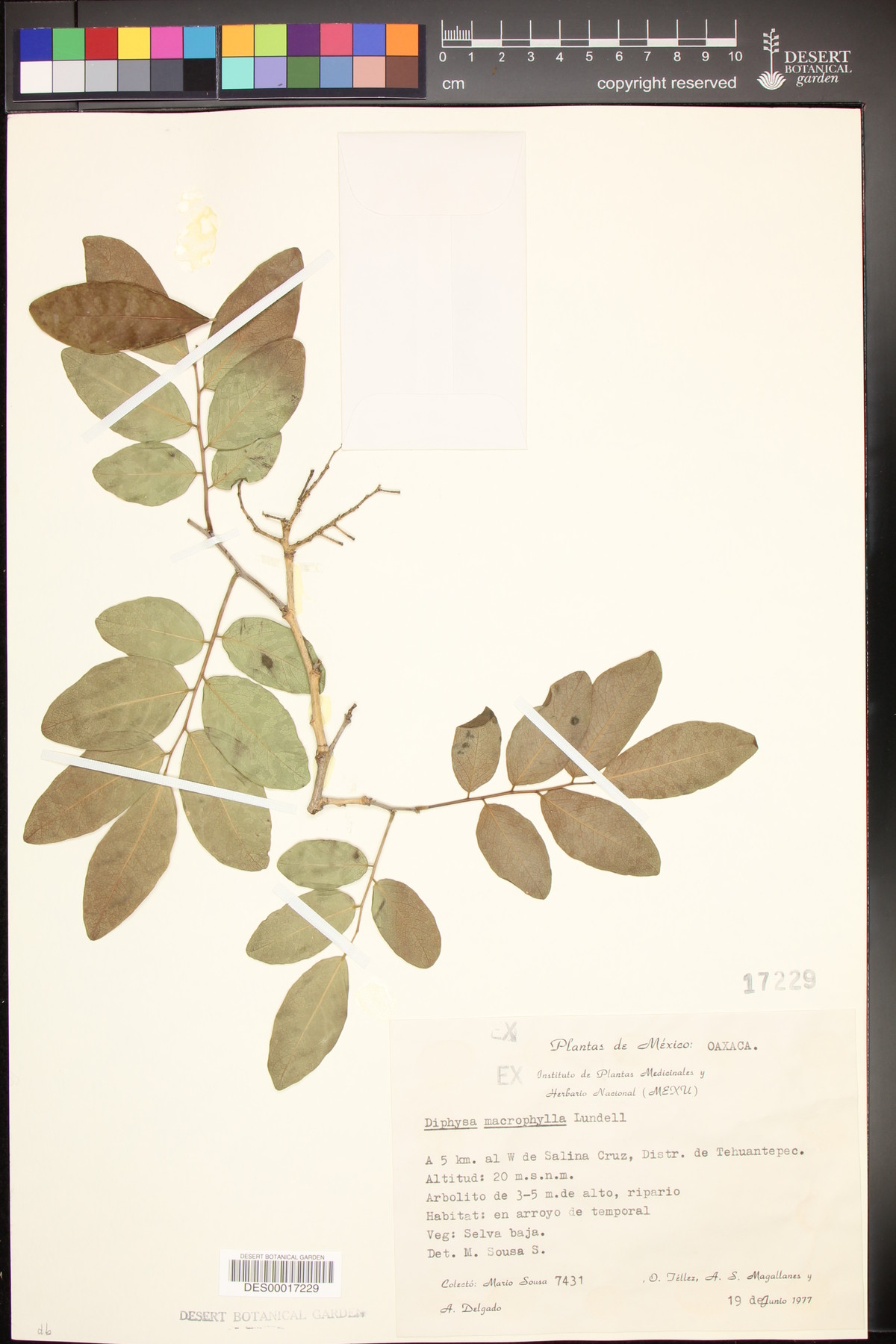 Diphysa macrophylla image