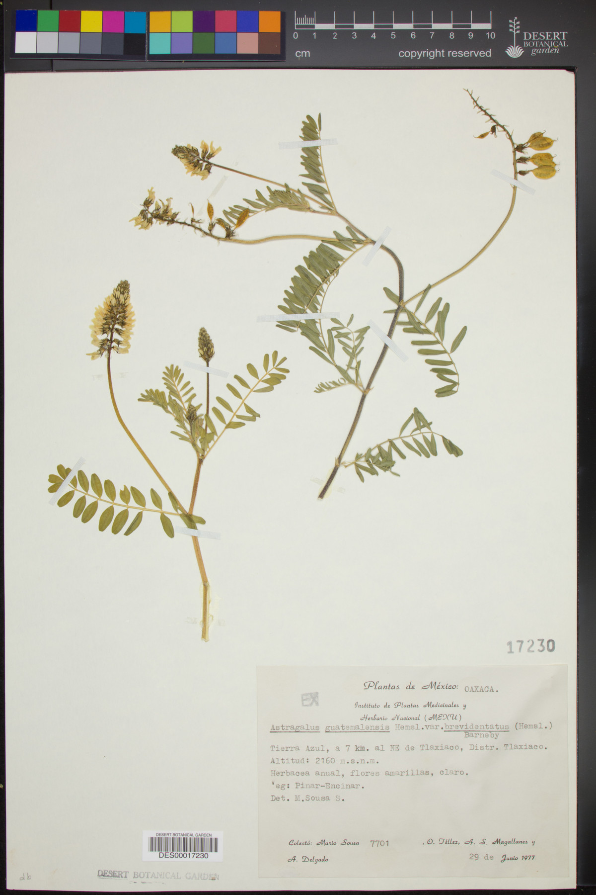 Astragalus guatemalensis var. brevidentatus image