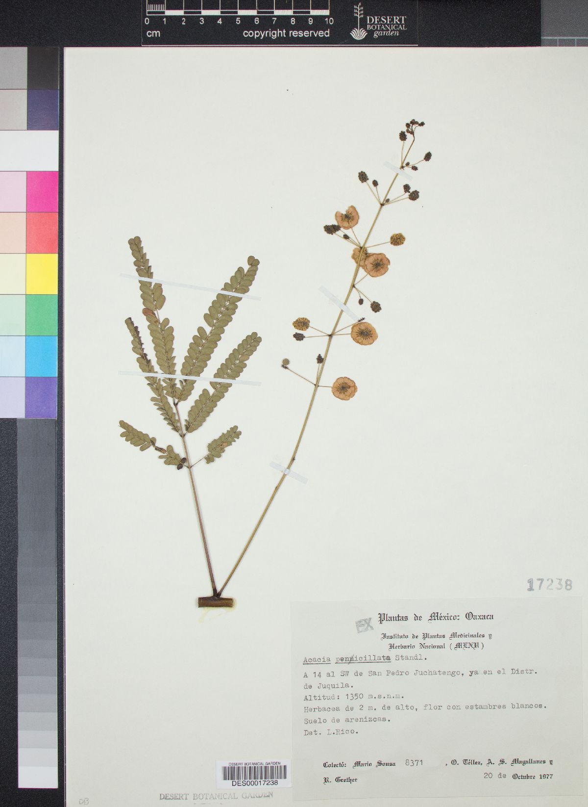 Acacia penicillata image