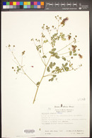 Calliandra gracilis image