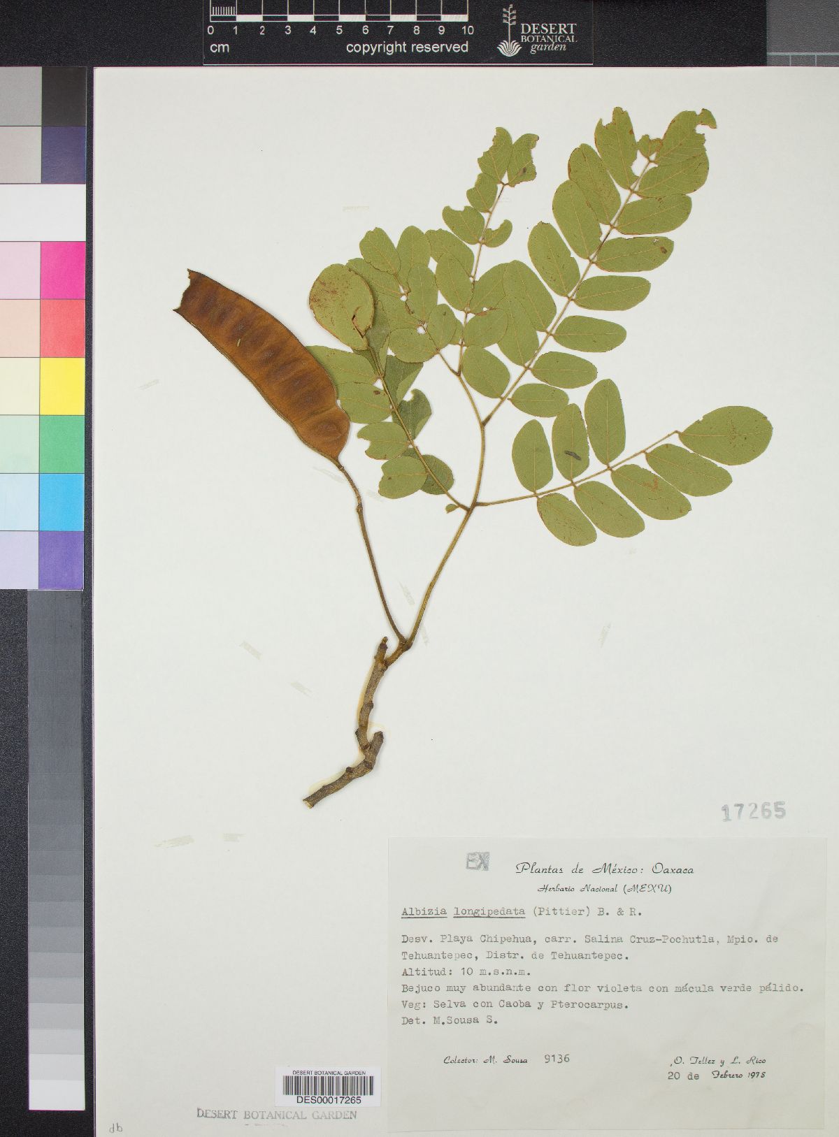 Albizia longipedata image