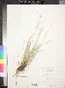 Carex capillaris image