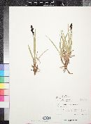 Carex scopulorum var. scopulorum image