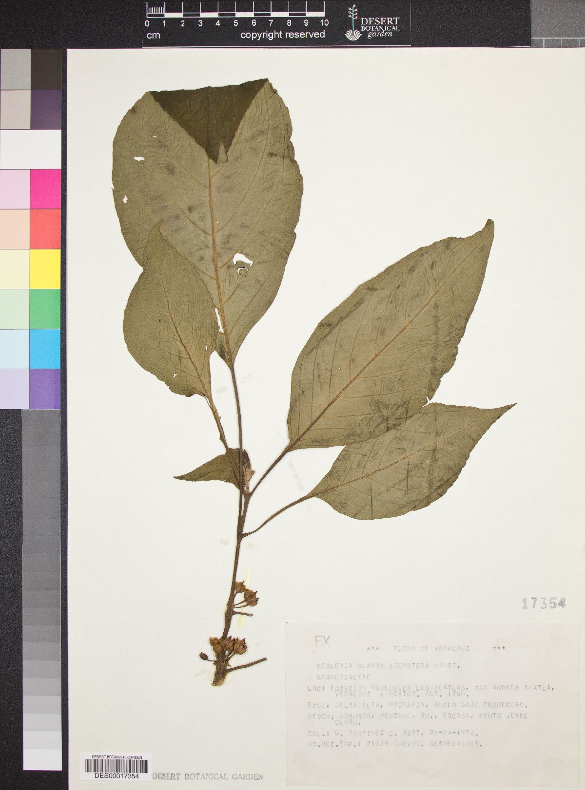 Besleria glabra image