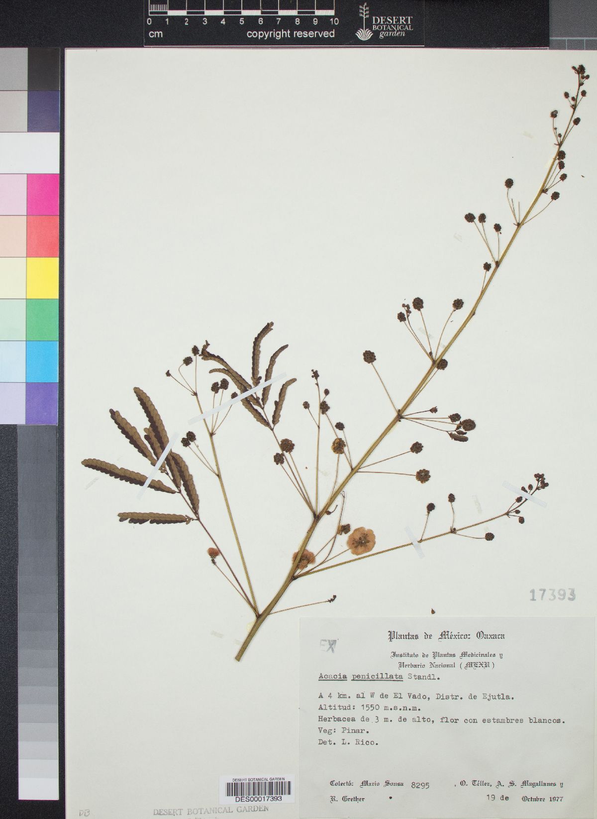 Acacia penicillata image