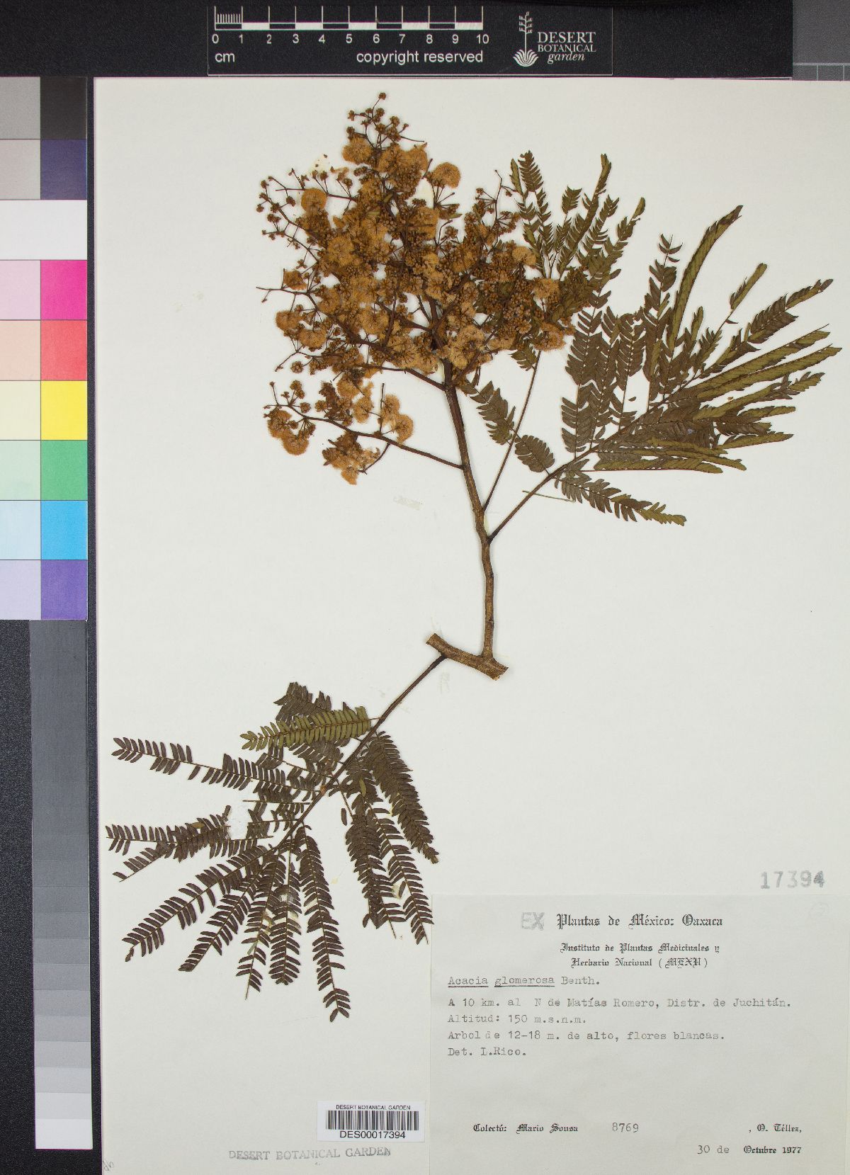 Acacia glomerosa image