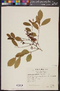 Image of Lonchocarpus acuminatus