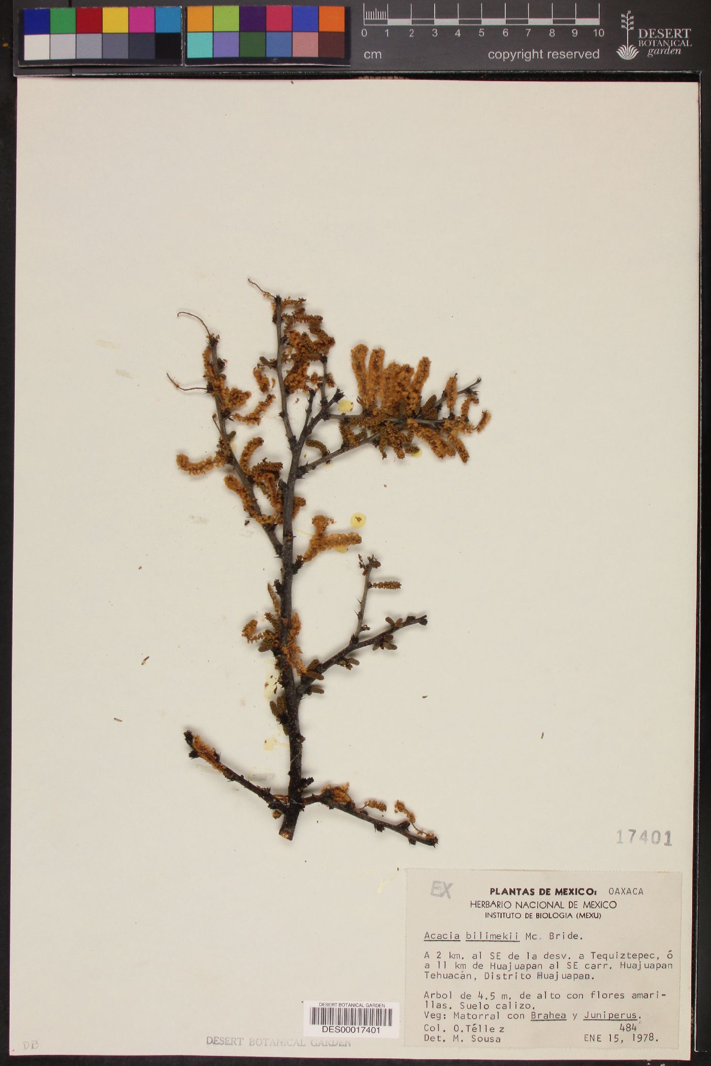 Acacia bilimekii image