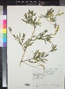 Acacia goldmanii image