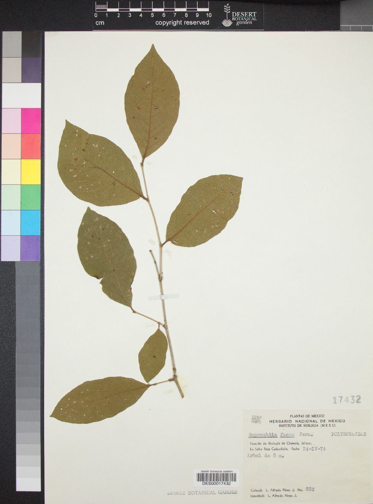 Ruprechtia fusca image
