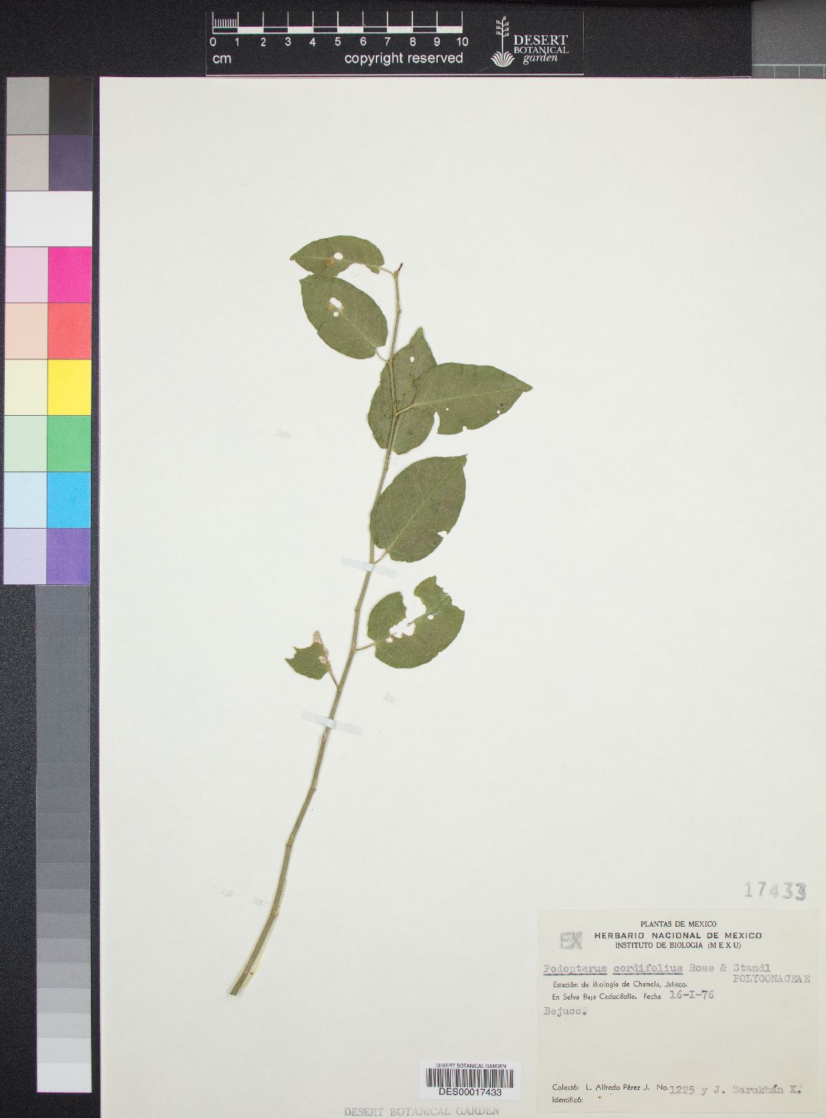 Podopterus image