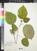 Cordia elaeagnoides image