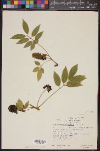Image of Lonchocarpus heptaphyllus