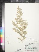 Selaginella schizobasis image