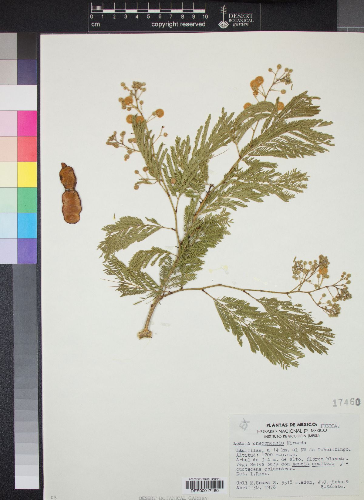 Acacia chaconensis image