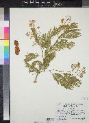 Acacia chaconensis image