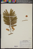 Cojoba arborea image