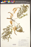Conzattia multiflora image