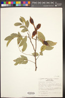 Lonchocarpus constrictus image