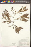 Leucaena esculenta image