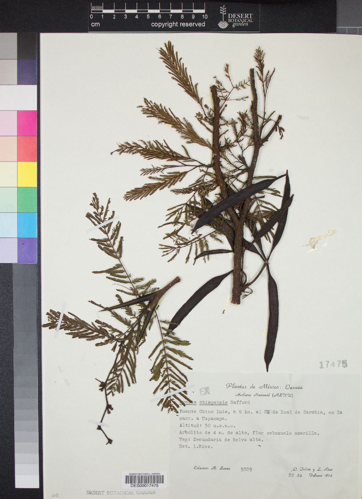 Acacia chiapensis image
