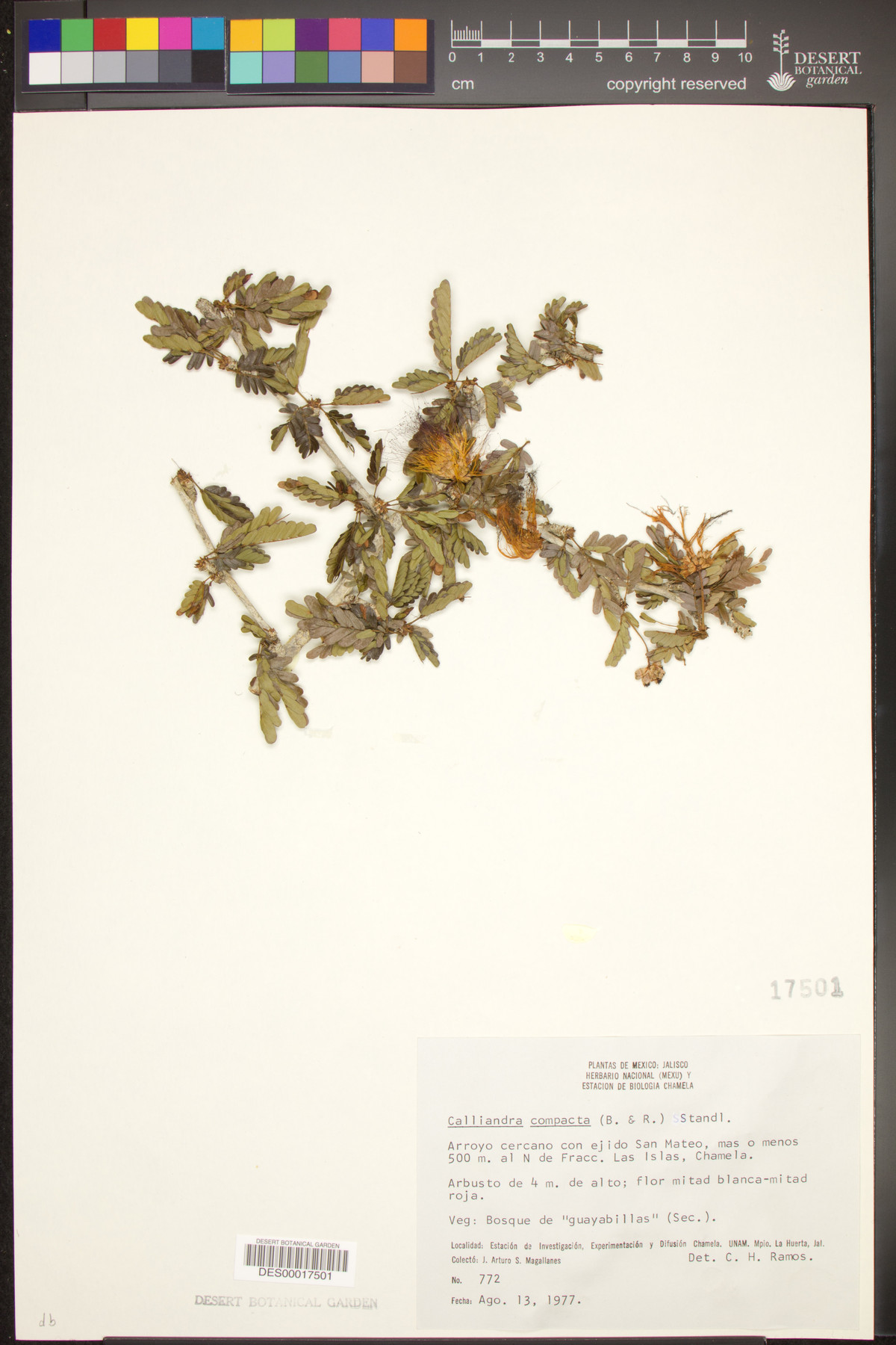 Calliandra compacta image