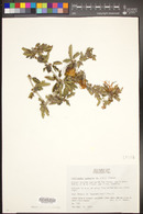 Image of Calliandra compacta