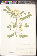 Diphysa robinioides image