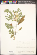 Diphysa robinioides image