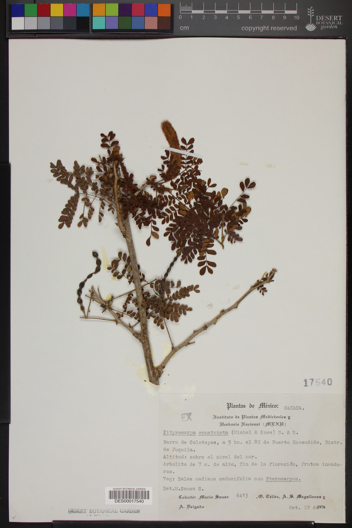 Piptadenia obliqua image