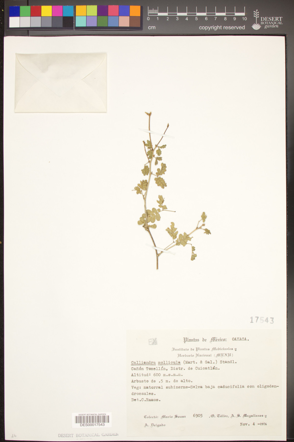 Calliandra mollicula image