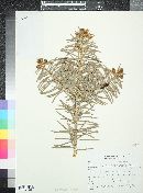 Abies concolor image