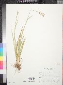 Juncus xiphioides image