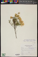 Ericameria linearifolia image