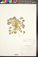 Lupinus concinnus subsp. orcuttii image