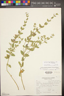 Scutellaria platyphylla var. platyphylla image