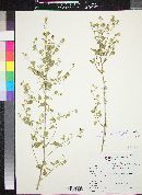 Abutilon incanum subsp. incanum image